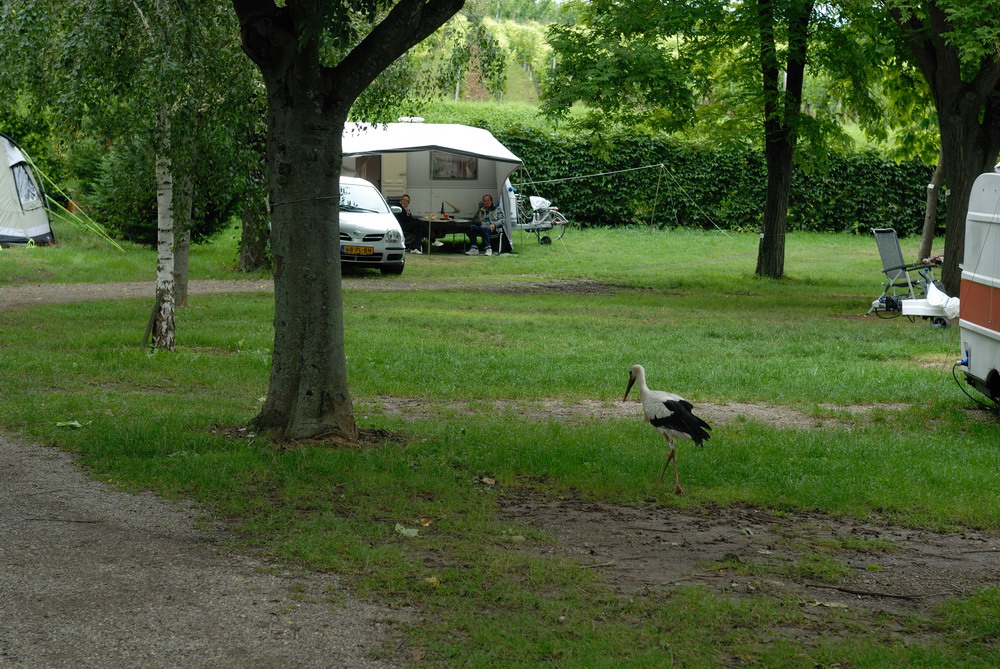 MKS_Alsace_030.jpg - En stork på vores plads.