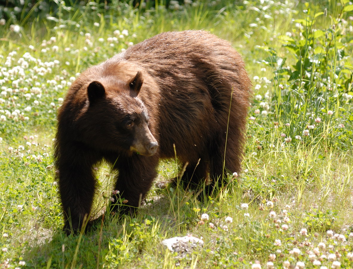 MKS_Can2011_0867.jpg - Vores første bjørn, en Grizzly, ved Whistler.