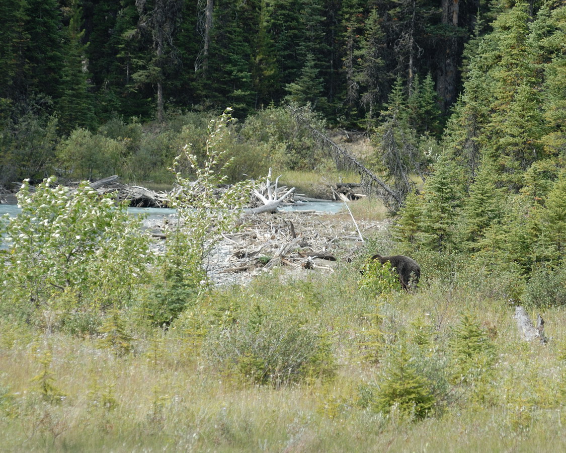 MKS_Can2011_3287.jpg - en Grizzly på god afstand.