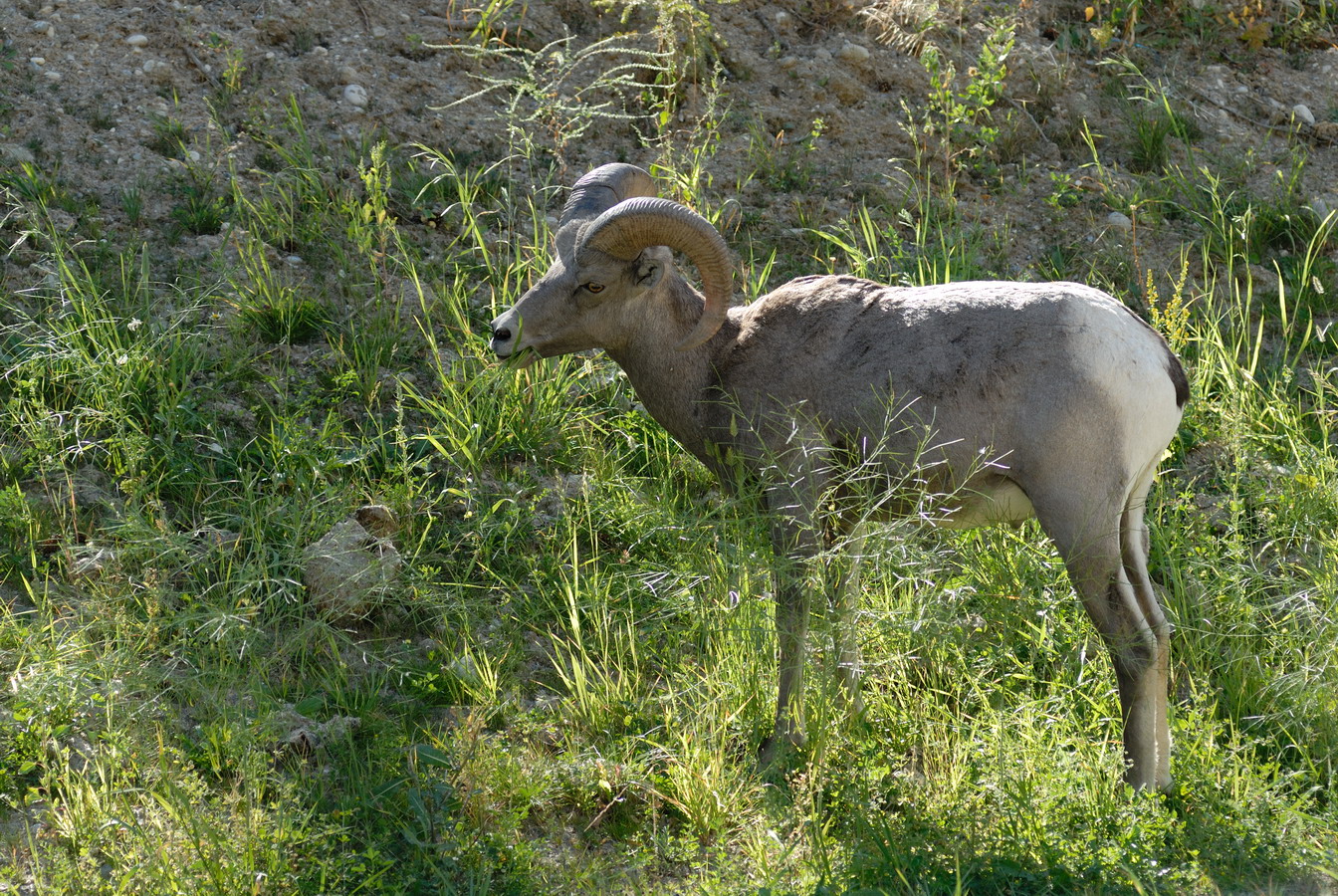 MKS_Can2011_3342.jpg - Bighorn Sheep.