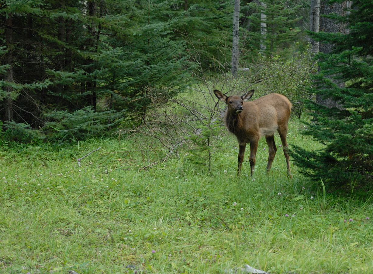 MKS_Can2011_1641.jpg - Vildt på vores campingplads. Whistlers Campground.