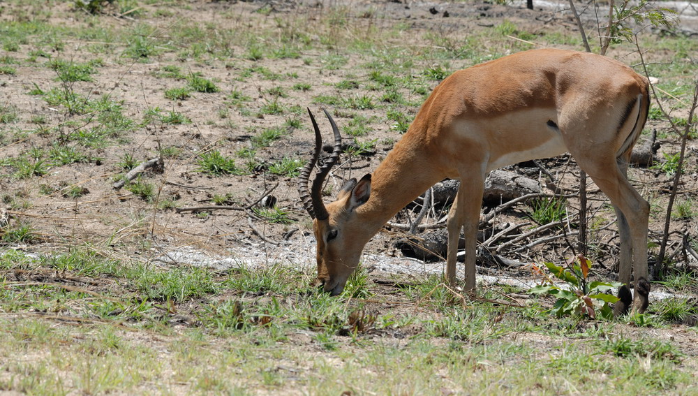 Miksfoto-SA-060.jpg - Tilbage i Kruger, vi kører selv. Hazyview ligger tæt på parken.